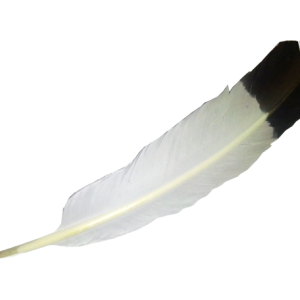 Feather PNG