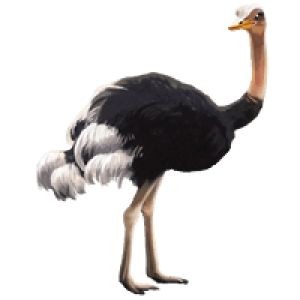 Ostrich PNG