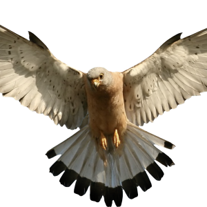Falcon PNG
