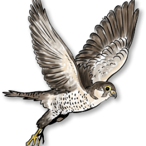 Falcon PNG