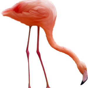 Flamingo PNG