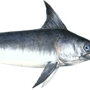 Swordfish PNG