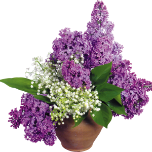 Lilac PNG