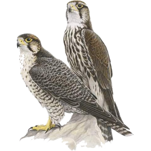 Falcon PNG
