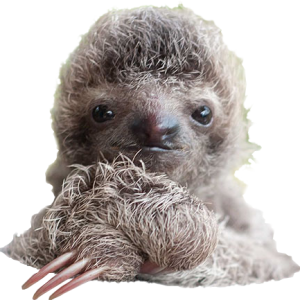 Sloth PNG