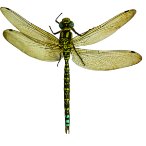 Dragonfly PNG