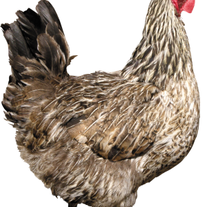Chicken PNG image