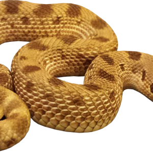 Anaconda PNG