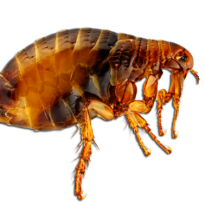 Flea PNG