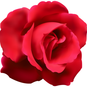 Rose PNG