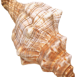Seashell PNG