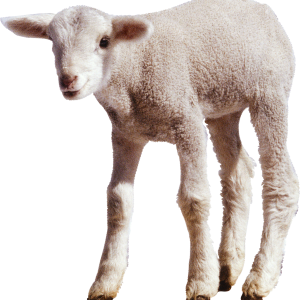 white little sheep PNG image