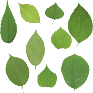 Green leaves picture PNG