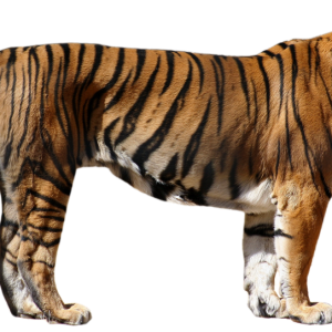 Tiger PNG