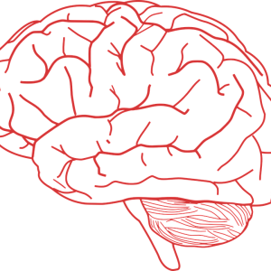 Brain PNG
