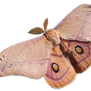 Moth PNG