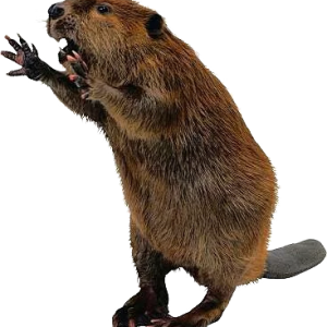 Beaver PNG