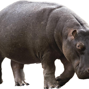 Hippo PNG