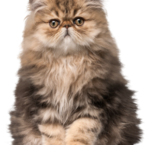 Cat fluffy kitten PNG