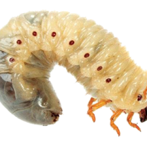 Maggot PNG
