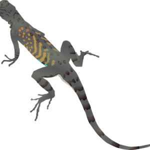 Gecko PNG