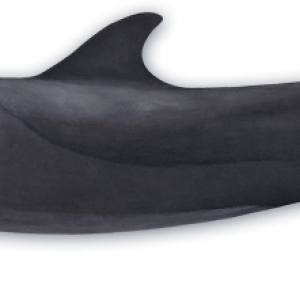 Whale PNG