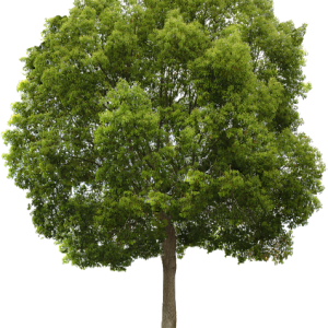 tree PNG