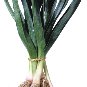 Leek PNG