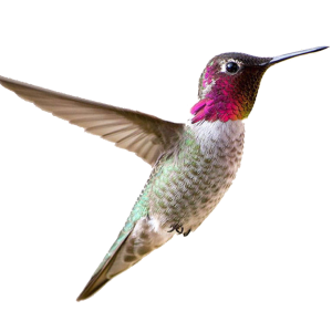 Hummingbird PNG
