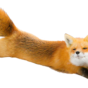 Fox PNG