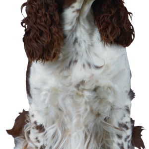 Dog PNG