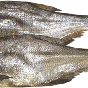 Fish PNG