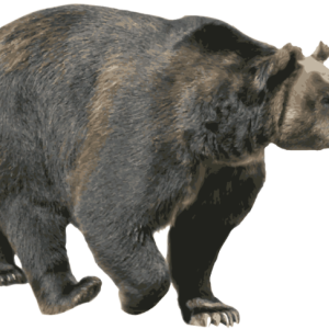 bear PNG