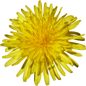 Dandelion PNG