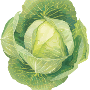 Cabbage PNG