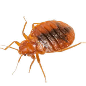 Bed bug PNG