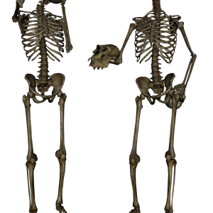 Skeleton PNG image