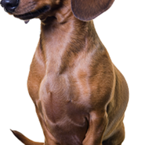 Dachshund PNG
