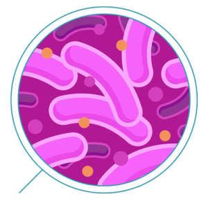Bacteria PNG