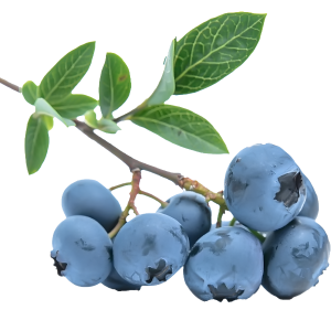 Blueberries PNG
