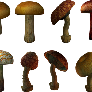 Mushroom PNG image
