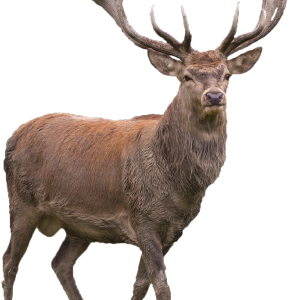 Santa Claus's reindeer PNG