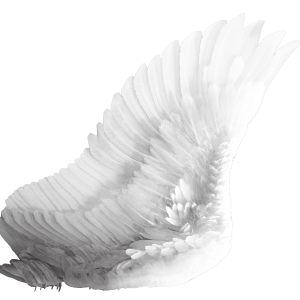 Wings PNG