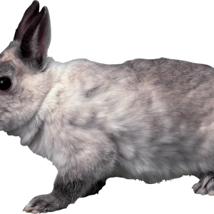 Rabbit PNG image