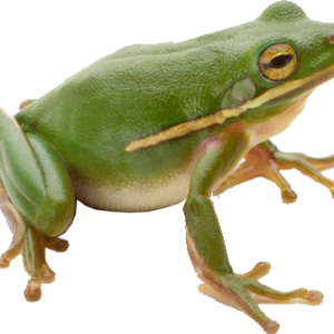 Green frog PNG
