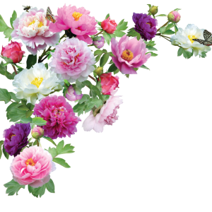 Wedding PNG