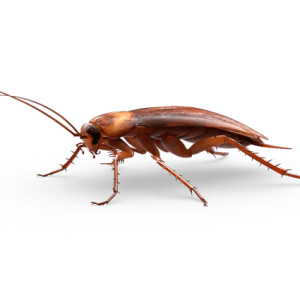 Roach PNG