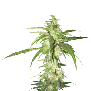 Cannabis PNG