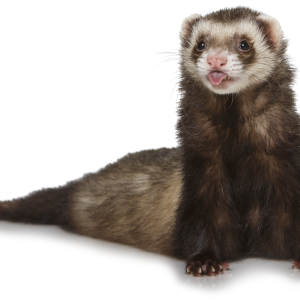 Ferret PNG