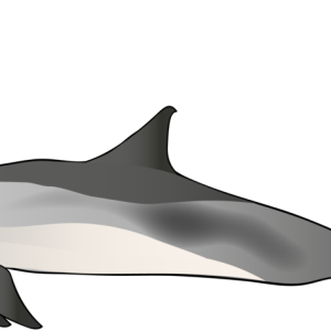 Dolphin PNG